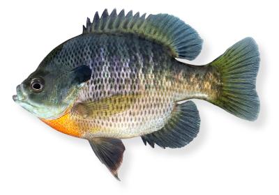 Bluegill  State of New Hampshire Fish and Game