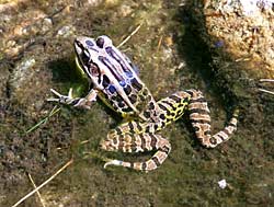 Pickerel frog