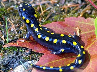Spotted Salamander  State of New Hampshire Fish and Game