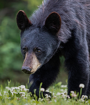 Black Bear  State of New Hampshire Fish and Game